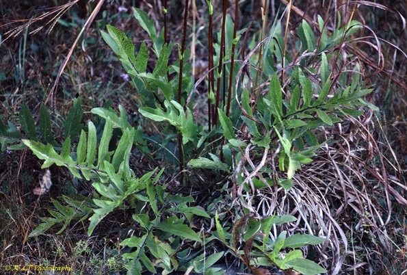 {Silphium laciniatum}